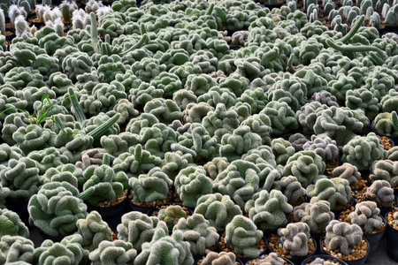 CACTUS