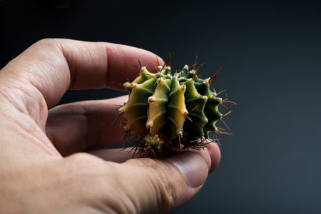 Gymnocalycium mihanovichii cactusの写真素材