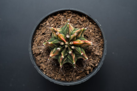 Gymnocalycium mihanovichii cactus