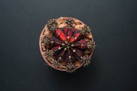 Gymnocalycium mihanovichii cactus