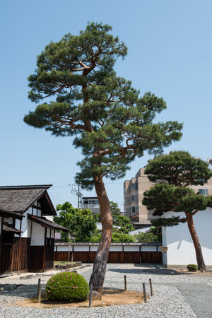 Big tree in takayama, japanの写真素材