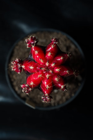 Gymnocalycium mihanovichii cactusの写真素材