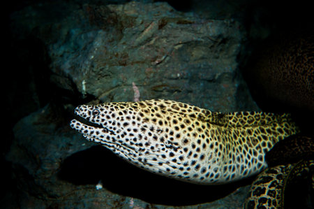 Moray eelsの写真素材