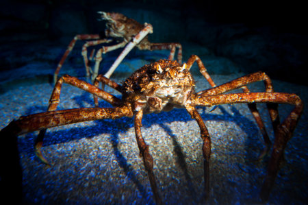 Red King crabs, stone crabsの写真素材