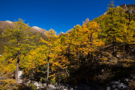 Autumn tree color at Yading national reserve at Daocheng County, in the southwest of Sichuan Province, China.の写真素材