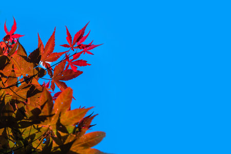 Maple leaves in fall with blue sky
