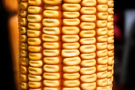 close up corn texture の写真素材