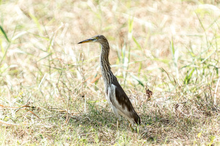 The Indian pond heron or paddybird. Usually hunched, they appear short necked