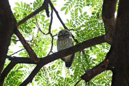 spotted owl in natureの写真素材