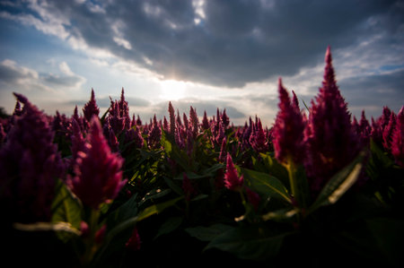 Flower background