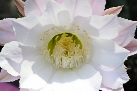 echinopsis cactus bloomingの写真素材
