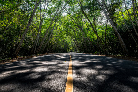 Tree road and beautiful shadowの写真素材