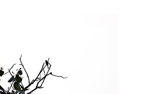 silhouette bird on the treeの写真素材