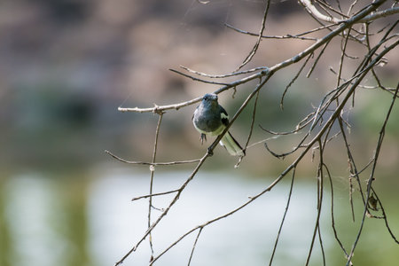 Oriental magpie robinの写真素材