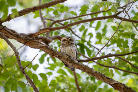 Spotted Owlet in natureの写真素材