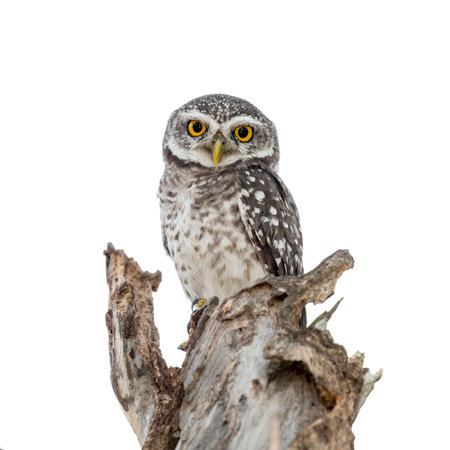 Spotted Owlet in nest isolated on white backgroundの写真素材
