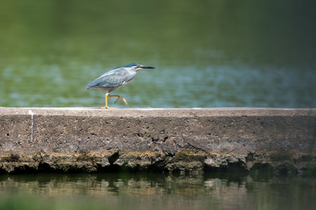little heron or green backed heron, is a small heron.の写真素材