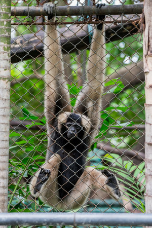 Pileated gibbon  in cage