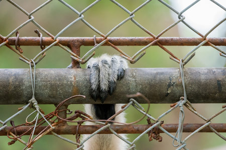 Close up Pileated gibbon hand in cageの写真素材