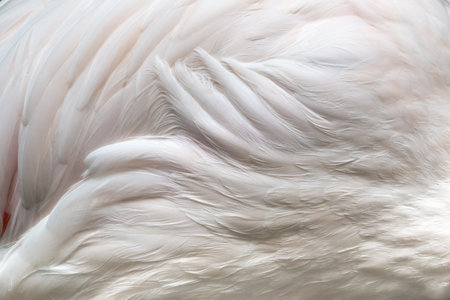 close up  flamingo wings textureの写真素材