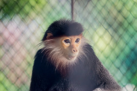 The red-shanked douc is a species of Old World monkey, among the most colourful of all primates.の写真素材