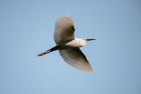 flying heron birdの写真素材