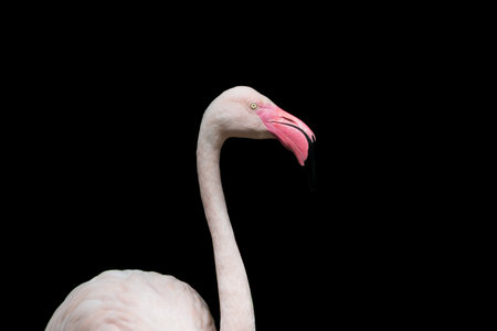 close up head of flamingo bird isolated on black backgroundの写真素材