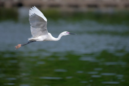 flying heron birdの写真素材