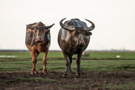 Water buffaloes in wetlands Thale Noi, one of the country's largest wetlands covering Phatthalung, Nakhon Si Thammarat and Songkhla ,South of THAILAND.の写真素材