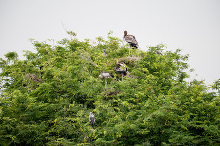 heron's nestの写真素材