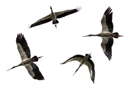flying Open-billed stork, Asian openbill isolated on white backgroundの写真素材