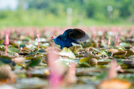Purple Swamphen in wetlands Thale Noi, one of the country's largest wetlands covering Phatthalung, Nakhon Si Thammarat and Songkhla ,South of THAILAND.の写真素材