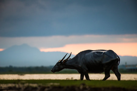 Water buffaloes in wetlands Thale Noi, one of the country's largest wetlands covering Phatthalung, Nakhon Si Thammarat and Songkhla ,South of THAILAND.の写真素材