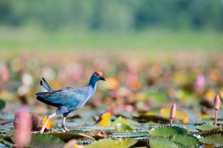 Purple Swamphen in wetlands Thale Noi, one of the country's largest wetlands covering Phatthalung, Nakhon Si Thammarat and Songkhla ,South of THAILAND.の写真素材