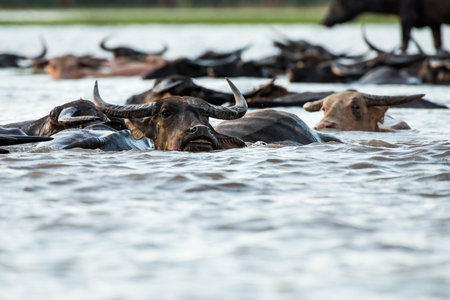 Water buffaloes in wetlands Thale Noi, one of the country's largest wetlands covering Phatthalung, Nakhon Si Thammarat and Songkhla ,South of THAILAND.の写真素材