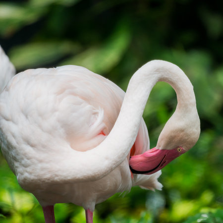 close up head of flamingo birdの写真素材