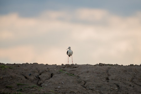 Black-winged Stilt in wetlands Thale Noi, one of the country's largest wetlands covering Phatthalung, Nakhon Si Thammarat and Songkhla ,South of THAILAND.の写真素材