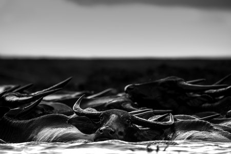 Water buffaloes in wetlands Thale Noi, one of the country's largest wetlands covering Phatthalung, Nakhon Si Thammarat and Songkhla ,South of THAILAND.の写真素材