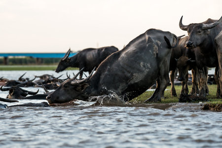 Water buffaloes in wetlands Thale Noi, one of the country's largest wetlands covering Phatthalung, Nakhon Si Thammarat and Songkhla ,South of THAILAND.の写真素材