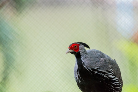 Close up Silver pheasantの写真素材