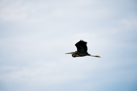 Flying Purple heron in wetlands Thale Noi, one of the country's largest wetlands covering Phatthalung, Nakhon Si Thammarat and Songkhla ,South of THAILAND.の写真素材