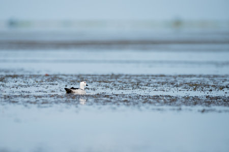Cotton pygmy goose in wetlands Thale Noi, one of the country's largest wetlands covering...