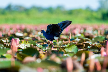 Purple Swamphen in wetlands Thale Noi, one of the country's largest wetlands covering Phatthalung, Nakhon Si Thammarat and Songkhla ,South of THAILAND.の写真素材