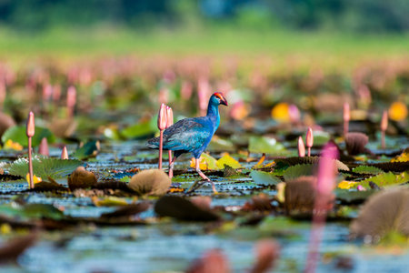 Purple Swamphen in wetlands Thale Noi, one of the country's largest wetlands covering Phatthalung, Nakhon Si Thammarat and Songkhla ,South of THAILAND.の写真素材