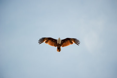 flying Brahminy Kiteの写真素材