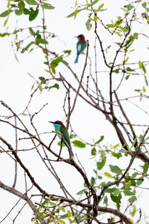 Blue-throated bee-eater (Merops viridis) in wetlands Thale Noi, one of the country's largest...