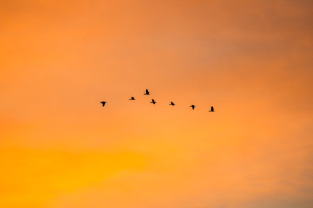 silhouette flying duck with beautiful sunset sky