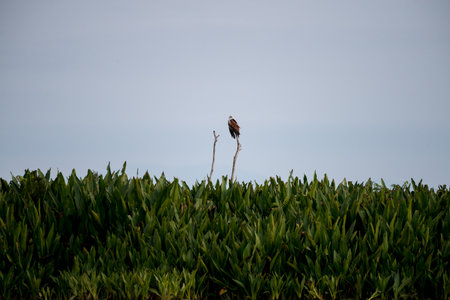 Brahminy kite  or Red-backed sea-eagle in wetlands Thale Noi, one of the country's largest wetlands covering Phatthalung, Nakhon Si Thammarat and Songkhla ,South of THAILAND.の写真素材