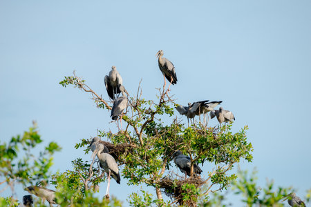 Asian openbill in wetlands Thale Noi, one of the country's largest wetlands covering Phatthalung, Nakhon Si Thammarat and Songkhla ,South of THAILAND.の写真素材