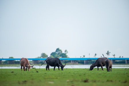 Water buffaloes in wetlands Thale Noi, one of the country's largest wetlands covering Phatthalung, Nakhon Si Thammarat and Songkhla ,South of THAILAND.の写真素材